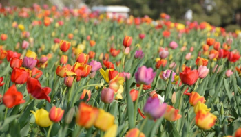 Beijing International Flower Port Tulip Cultural Festival to Kick Off on April 4