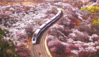 Blossoms of spring